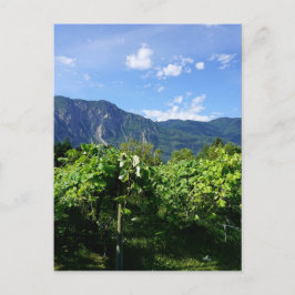 カナダのVineyard Southern BC ポストカード
