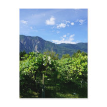 カナダのVineyard Southern BC