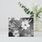 カナダウメの花 ポストカード (スタンド正面)