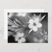 カナダウメの花 ポストカード (正面/裏面)