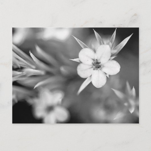 カナダウメの花 ポストカード (正面)