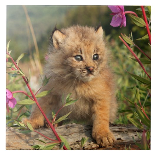 カナダオオヤマネコの子猫、 アラスカ タイル (正面)