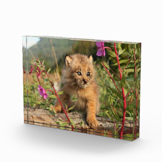 カナダオオヤマネコの子猫、ラスカ フォトブロック (右)