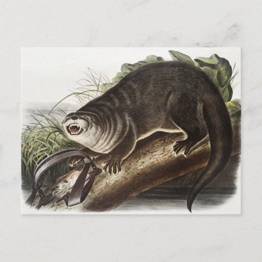 カナダオッター(Lutra Canadensis)イラストレーション ポストカード (正面)