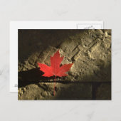 カナダカエデの葉 ポストカード (正面/裏面)