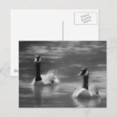 カナダガイスはがき ポストカード (正面/裏面)