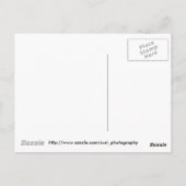 カナダガイスはがき ポストカード (裏面)