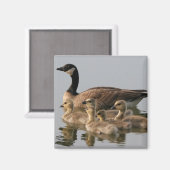カナダガチョウとガズリングGeese マグネット (正面/裏面)