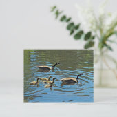 カナダガチョウとゲスリング ポストカード (スタンド正面)