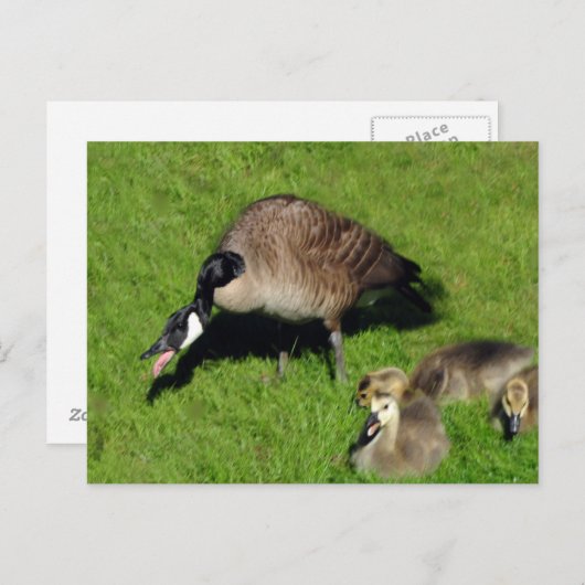 カナダガチョウと母1 ポストカード (正面/裏面)