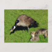 カナダガチョウと母1 ポストカード (正面)
