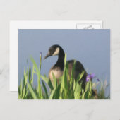 カナダガチョウのアイリス動物アートポストカード ポストカード (正面/裏面)
