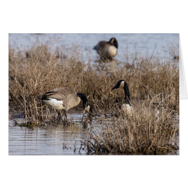 カナダガチョウの時間 (正面横)