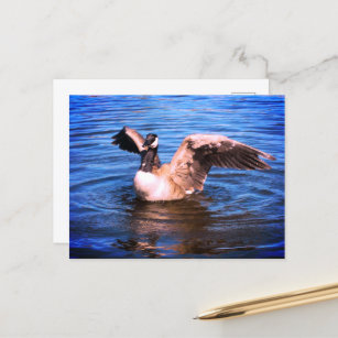 カナダガチョウの羽を羽ばたかせブルーウォーター自然  ポストカード