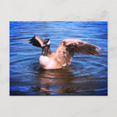 カナダガチョウの羽を羽ばたかせブルーウォーター自然 ポストカード (正面)