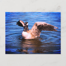 カナダガチョウの羽を羽ばたかせブルーウォーター自然 ポストカード