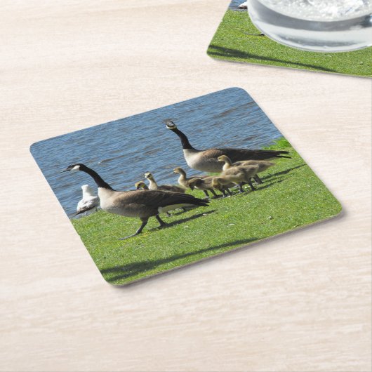 カナダガチョウの草の上の水コースター スクエアペーパーコースター (アングル)