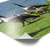 カナダガチョウの草の上の水 フォトプリント            (角)