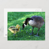 カナダガチョウ科 ポストカード (正面/裏面)
