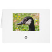 カナダガチョウ (裏面横)