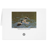 カナダガチョウ（ゴスリングス） (裏面横)