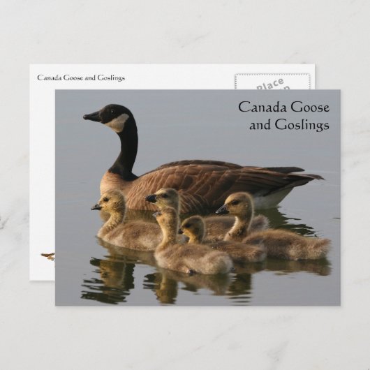 カナダガチョウ&ゴスリング野生生物シリーズ# 17 ポストカード (正面/裏面)