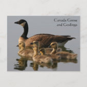 カナダガチョウ&ゴスリング野生生物シリーズ# 17 ポストカード (正面)