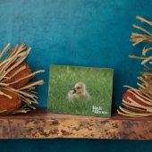 カナダガチョウ フォトプラーク (側面)