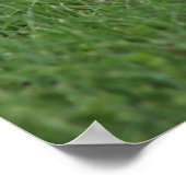 カナダガチョウ ポスター (角)