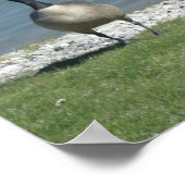 カナダガチョウ ポスター (角)