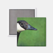 カナダガチョウ マグネット (正面/裏面)