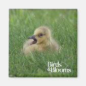 カナダガチョウ マグネット (正面)