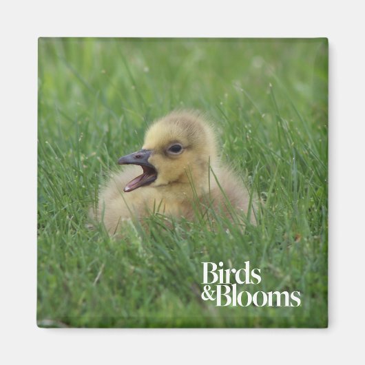 カナダガチョウ マグネット (正面)