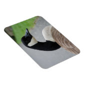 カナダガチョウ マグネット (右側)