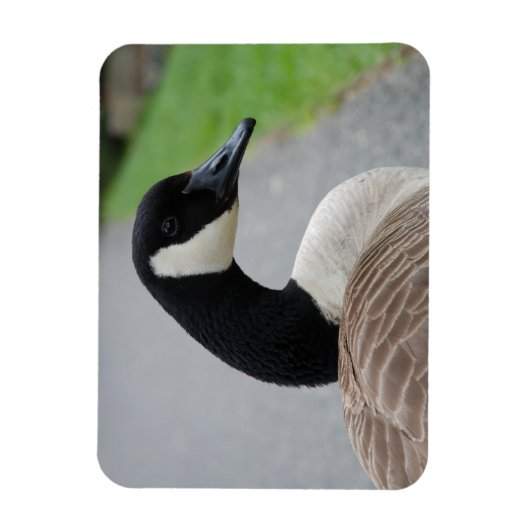 カナダガチョウ マグネット (縦)