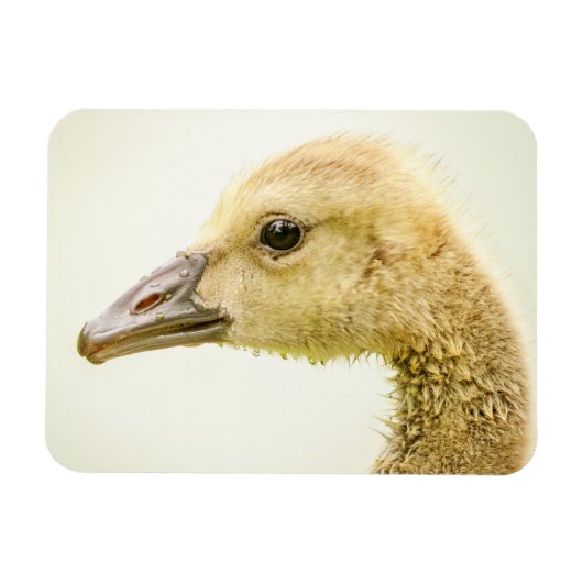 カナダガチョウ マグネット (横)