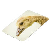 カナダガチョウ マグネット (左側)