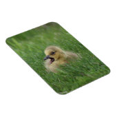 カナダガチョウ マグネット (右側)