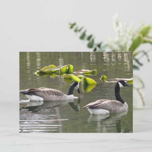 カナダガチョウ 招待状 (スタンド正面)