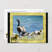 カナダガチョウ(母と子)はがき2 ポストカード (正面/裏面)