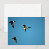 カナダガン ポストカード (正面/裏面)