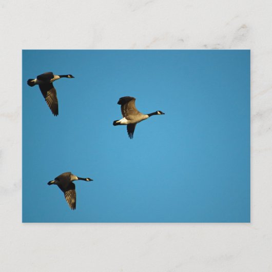 カナダガン ポストカード (正面)