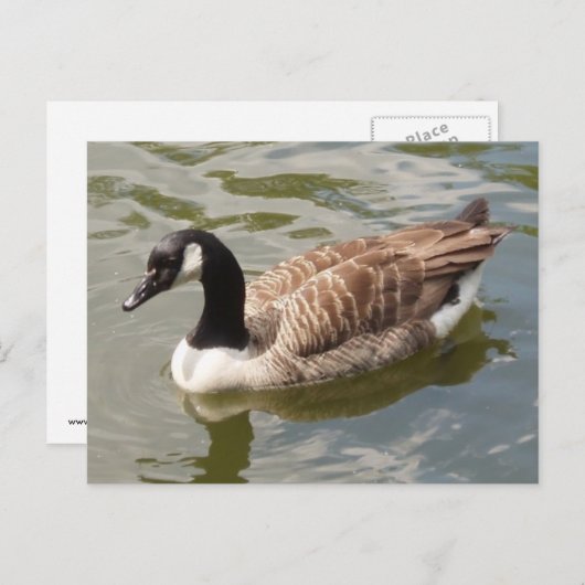 カナダグースはがき ポストカード (正面/裏面)