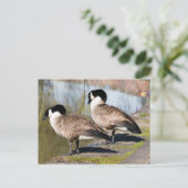 カナダグースカップル ポストカード (スタンド正面)