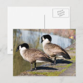 カナダグースカップル ポストカード (正面/裏面)
