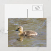 カナダグースゴスリング ポストカード (正面/裏面)