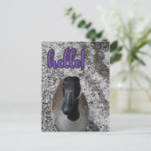 カナダグースハロー ポストカード (スタンド正面)