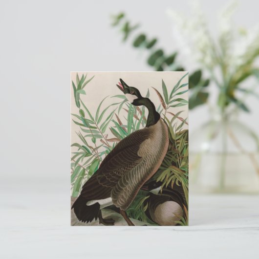 カナダグースバーズオブアメリカオードボンプリント シーズンポストカード (スタンド正面)