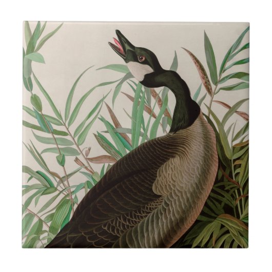 カナダグースバーズオブアメリカオードボンプリント タイル (正面)