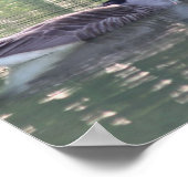 カナダグースファミリー3野生動物 ポスター (角)